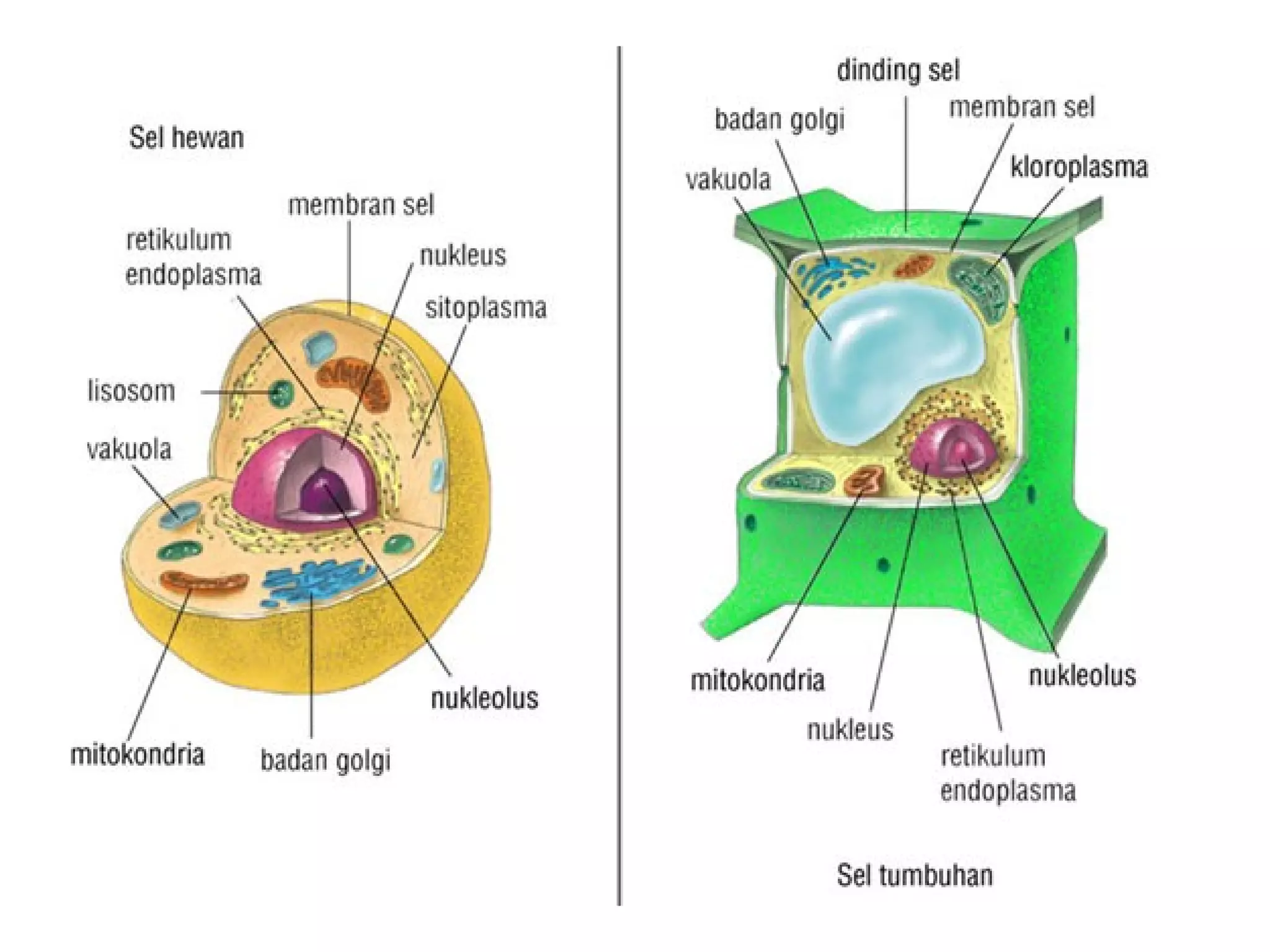 Mempelajari Tentang Pengertian Dan Fungsi Organel Sel