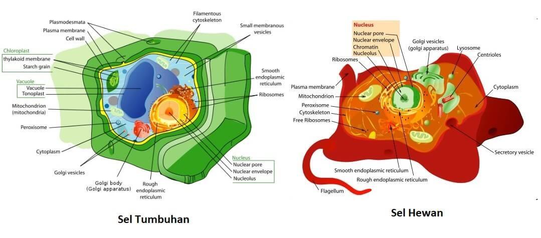 Apa Yang Membedakan Sel Hewan Dan Sel Tumbuhan? | Superprof